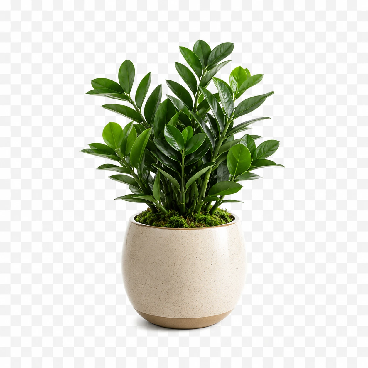 Plants & Living